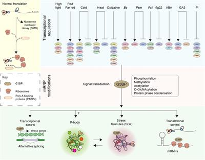 G3BPs in Plant Stress